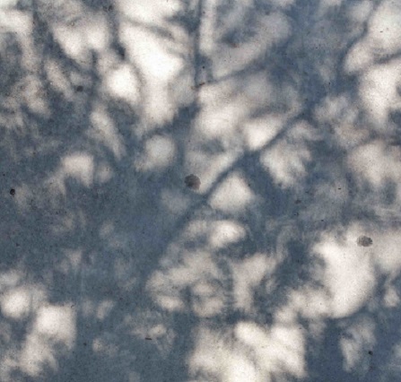 Tree Shadow