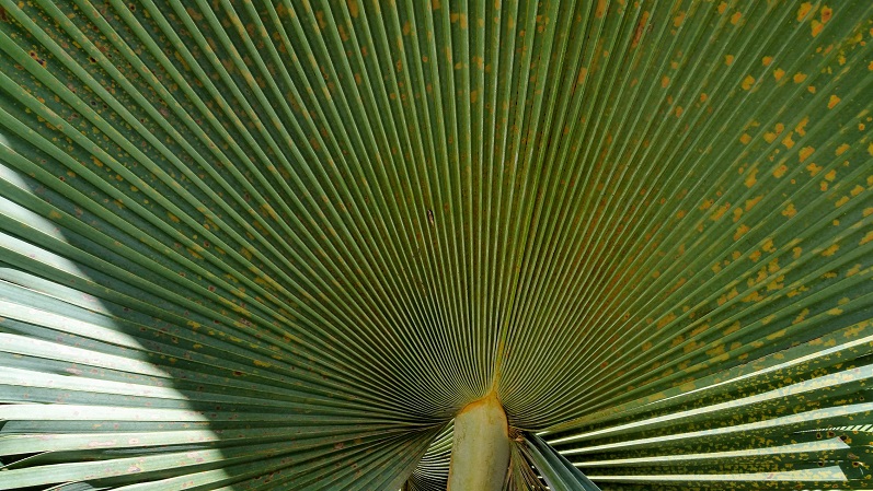 Ego Brain Heart&nbsp;Self