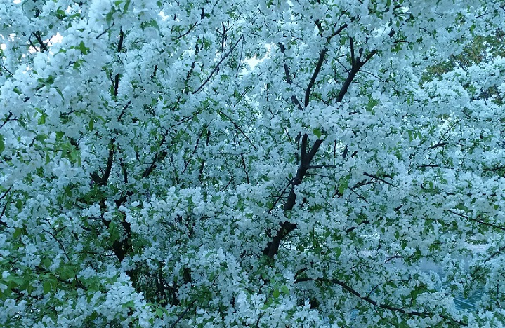 I Wish My Mind Looked Like That