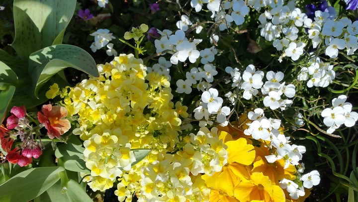 Yellow, White, Red and Green