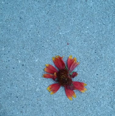 Flower on Cement
