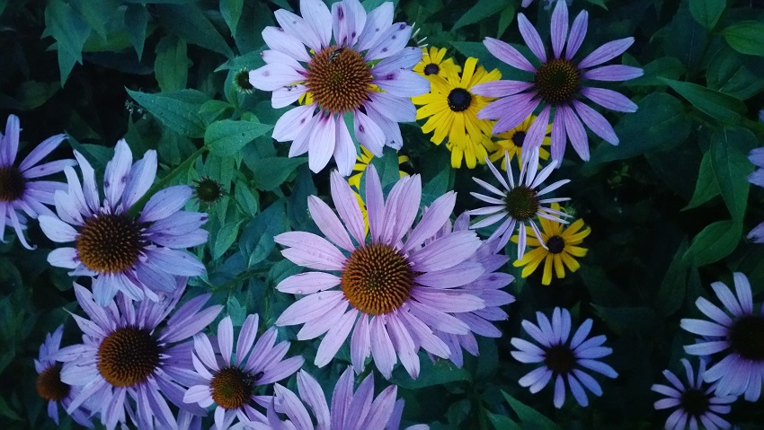 Blue and Yellow Flowers