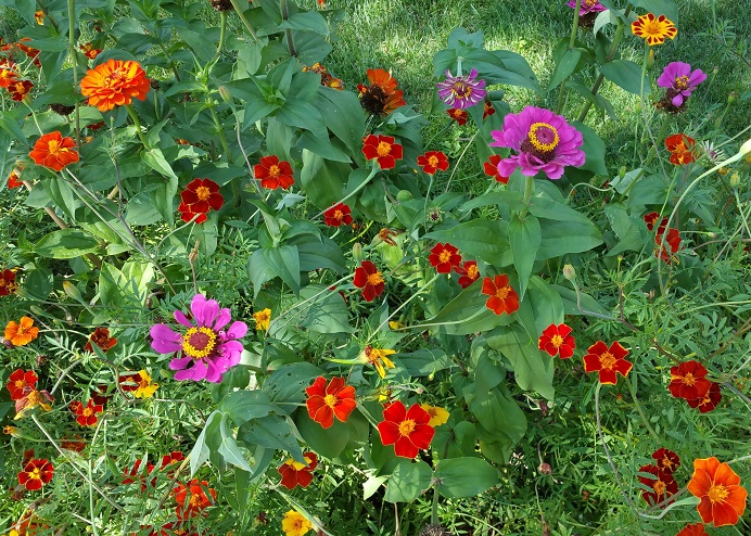 A Neighbor's Flower Garden