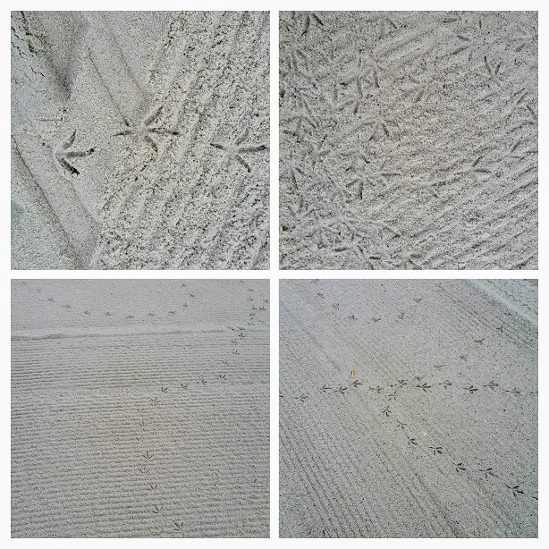 Bird Tracks on the Beach