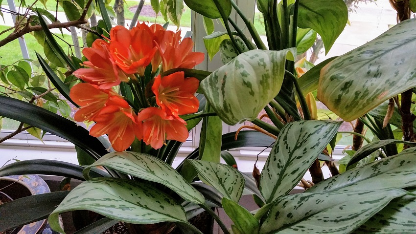 Indoor Plant