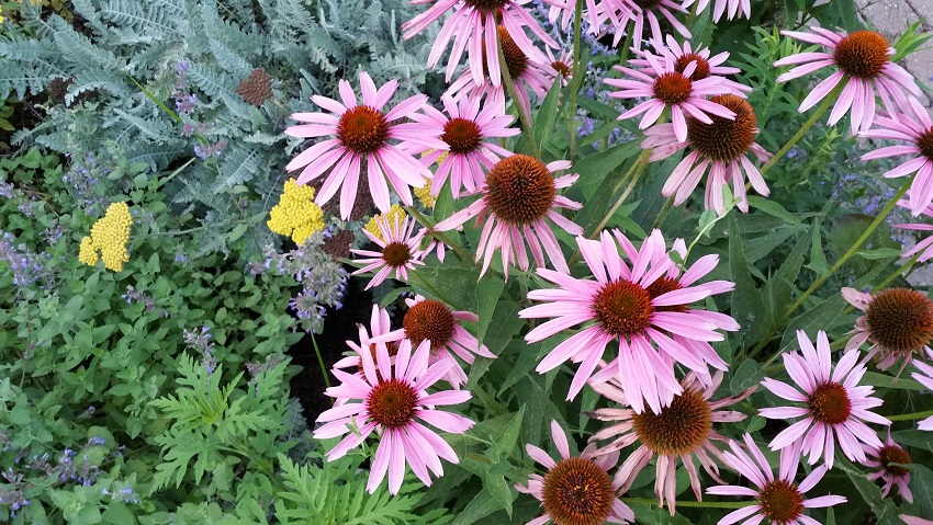 Is there any pink in this photo?