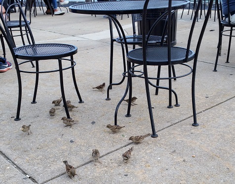 Birds and Table at the Park
