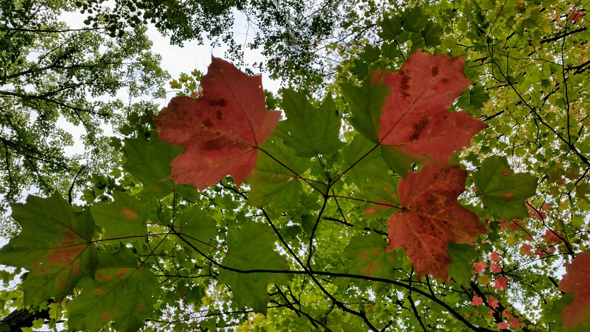 Changing Maple Leaves