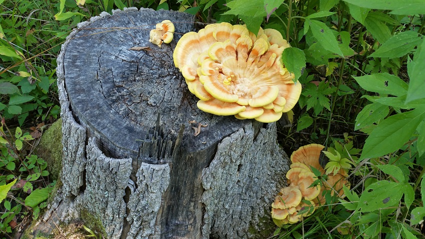 Stump and Fungus