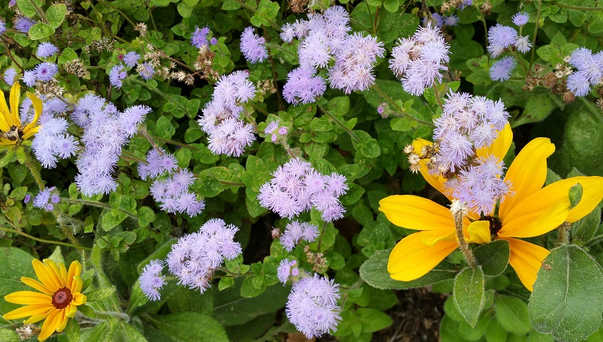 Autumn Purple Yellow Flowers