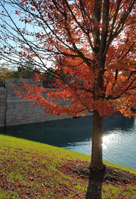 Bright Leaves Bright Light