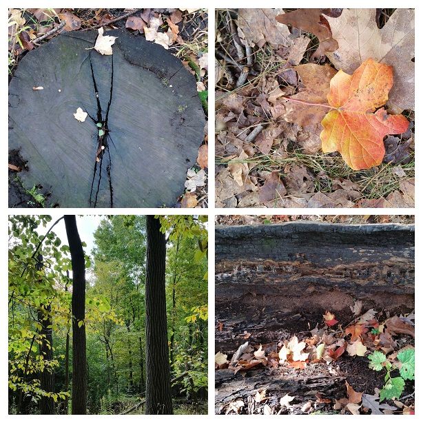 More or Less Facing the Harvest Moon