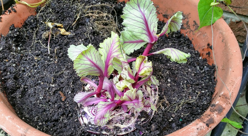 Half Cabbage in a Pot
