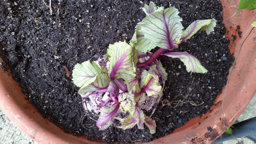 Lucky Cabbage