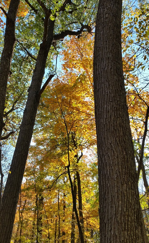 Maple and Oak