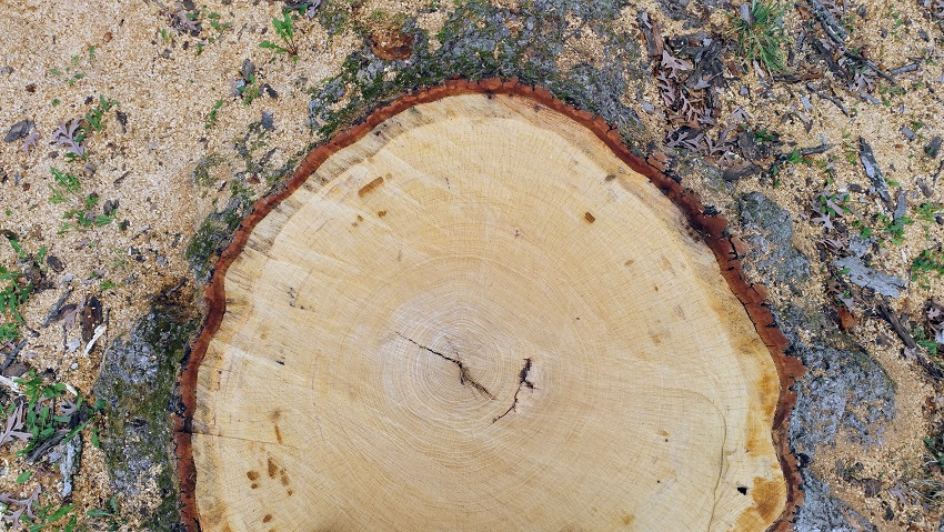 Oak Stump