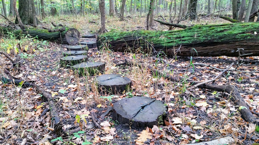 Path Through Fallen Tree