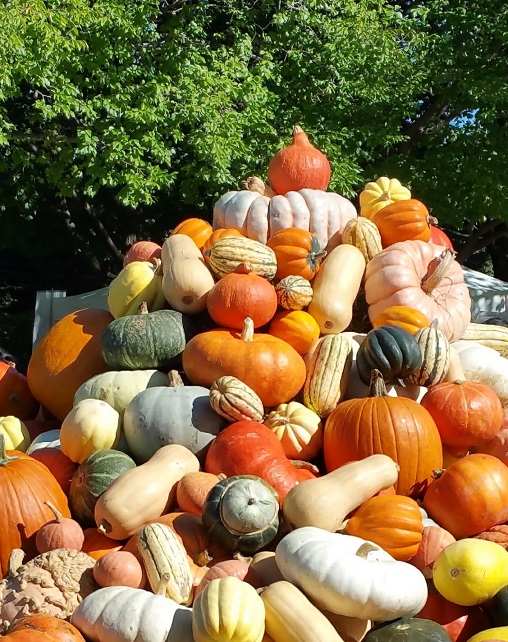 Pumpkin Pile