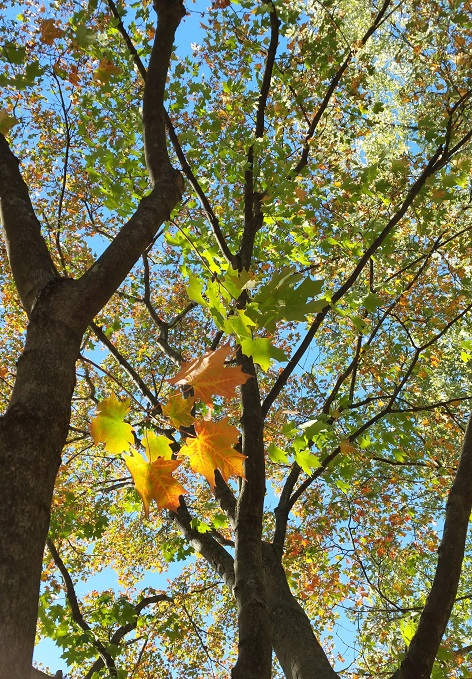 Trees in the Harvest Moon's Sun