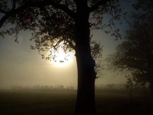 Sue Vincent's #writephoto prompt - fog