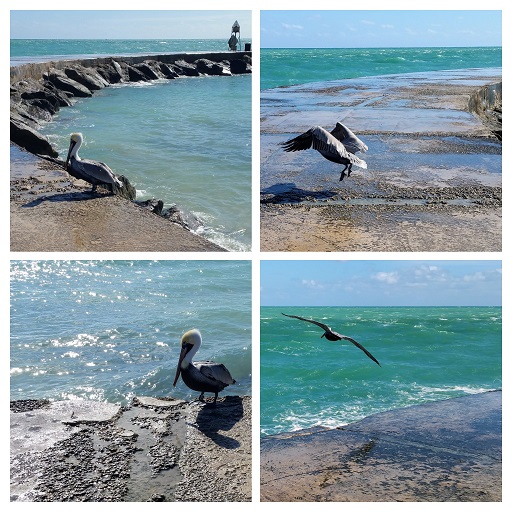 I don't blame this bird for flying off