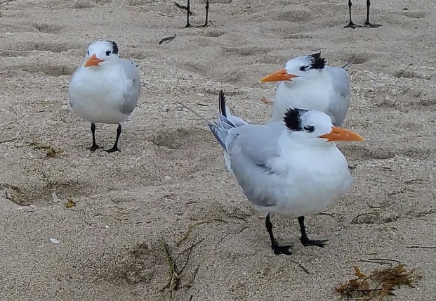Royal Terns