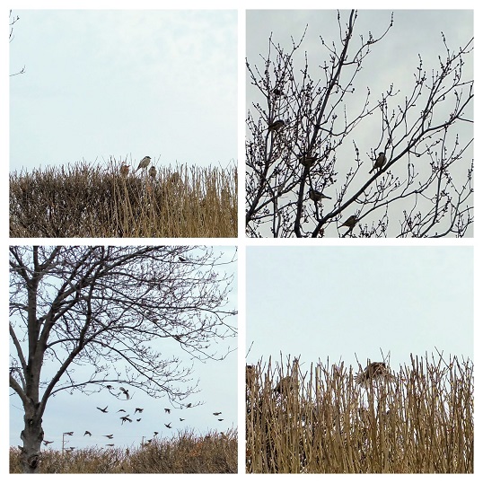 Birds Minding Their Own Business