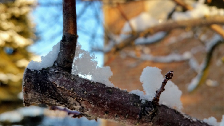 Snow on Branch