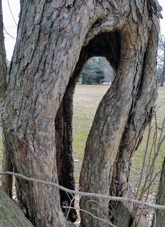 Looking Through a Tree
