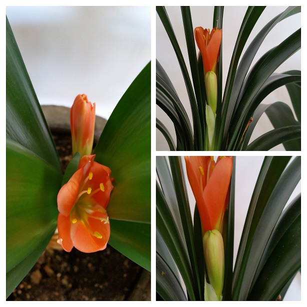 Shadow, Green and Red