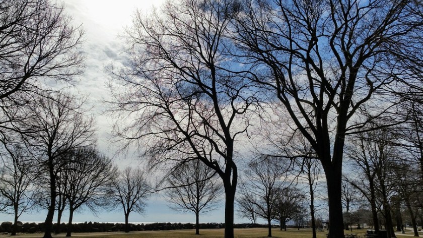 Trees Waking Up By Lake Michigan