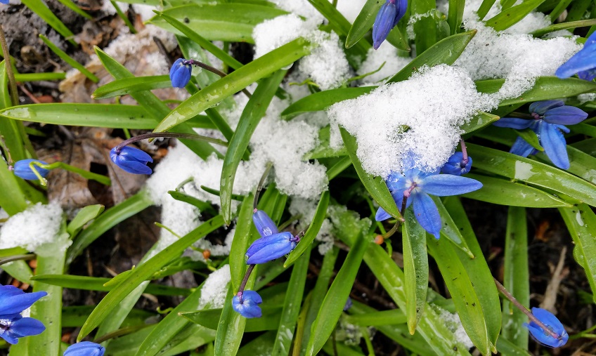 Gathering of Blue Blooms and Snow