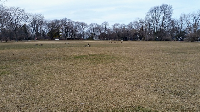 Open Space with Geese