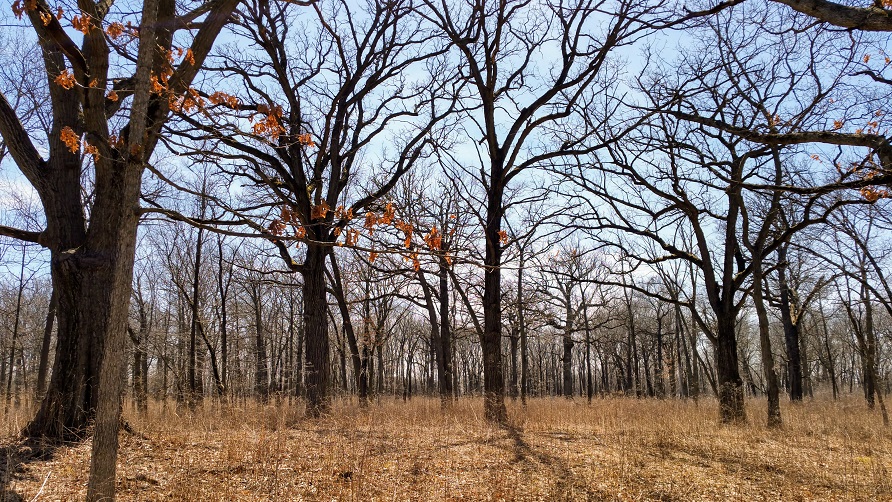 Somme Woods in Spring