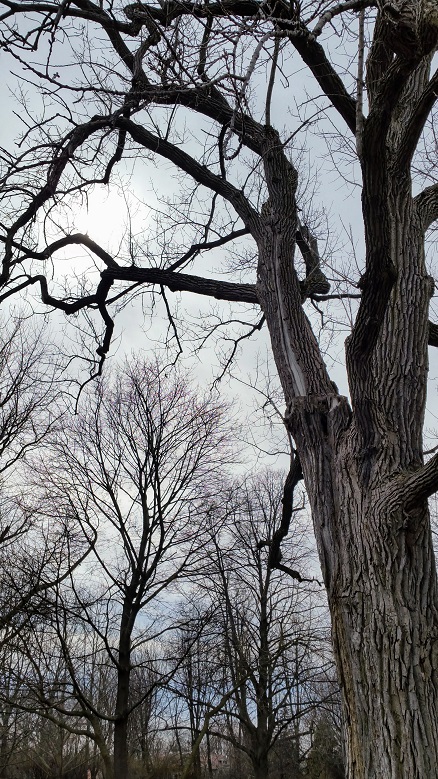 Sunlight Through Trees