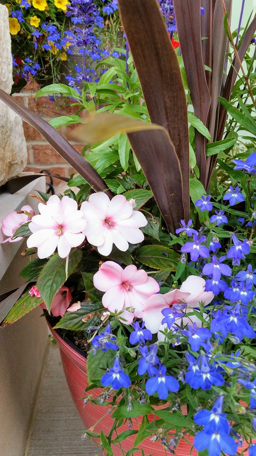 The Way We Bloomed Last Year