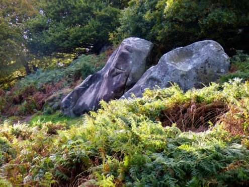 Sue Vincent's photo for her #writephoto prompt: fallen