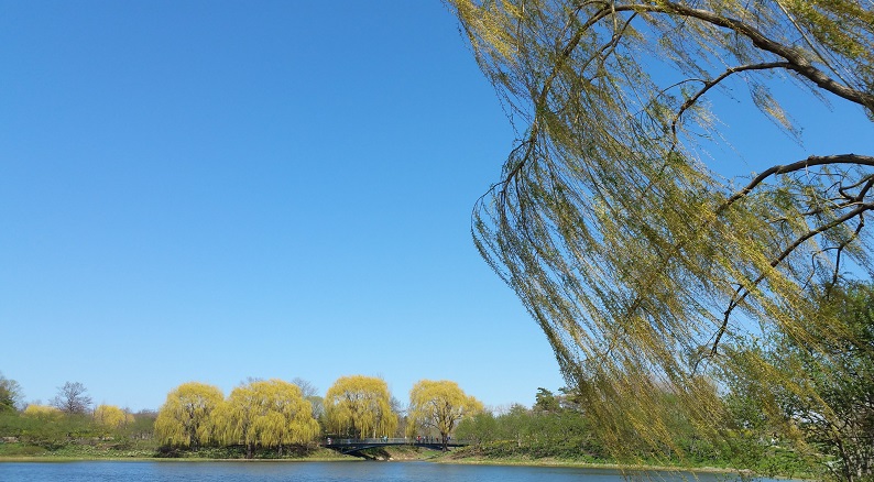 Mild Breeze Moves the Willow on a Bright Blue Day