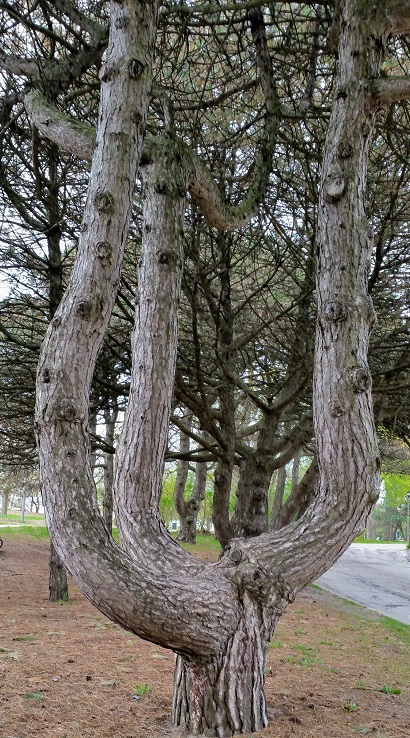 Natural Patterns – Poetry, Short Prose and Walking