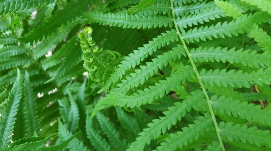 Fern