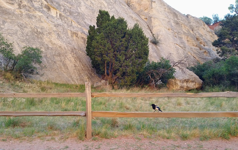 Magpie on Fence