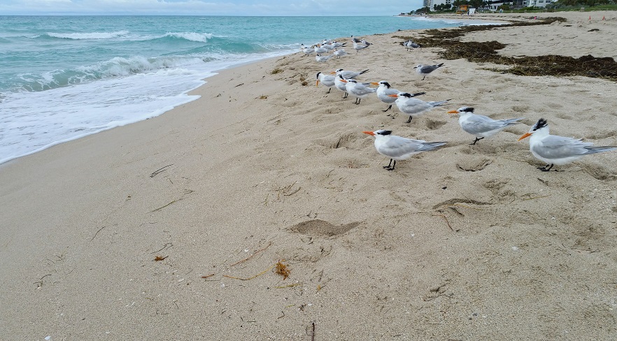 Royal Terns in a Row