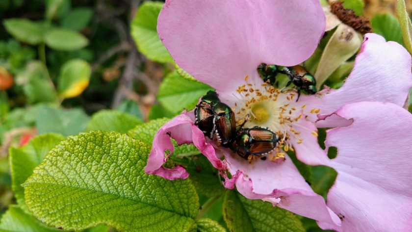 Beetles on a Rose Blossom