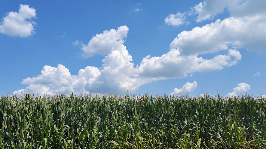 Corn and Clouds