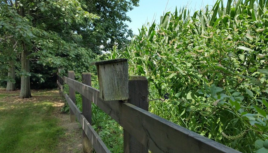Fence and Birdhouse