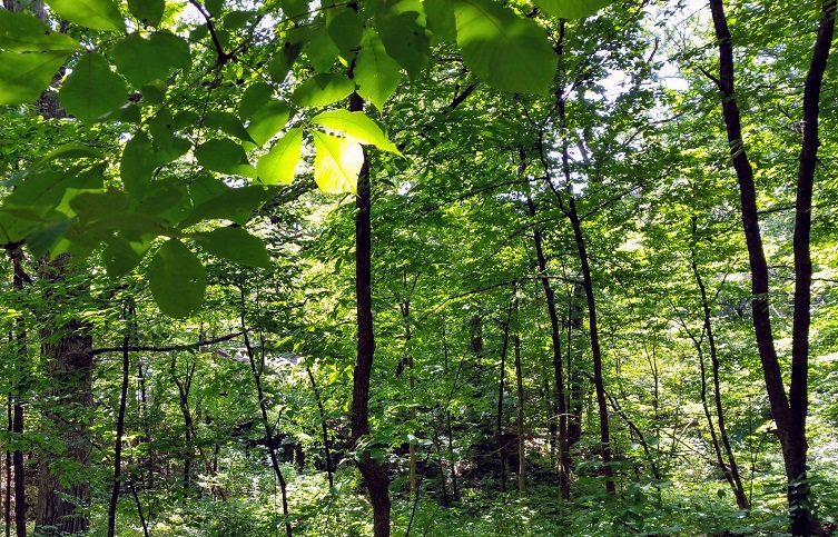 Light on Hickory Leaf