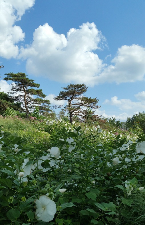 White Blossoms White Clouds