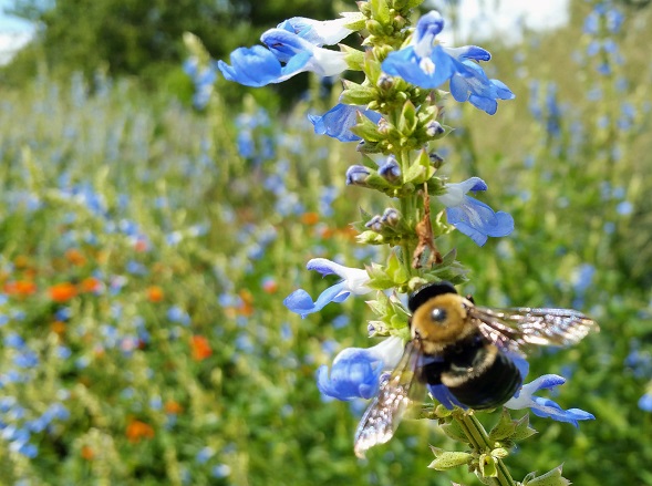The Birds Wouldn't Sit Still So I Took a Picture of This Bee