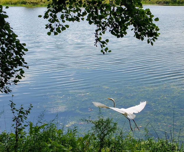 Wings Go for the Sky