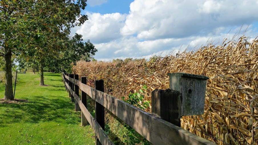 Corn by Frank Hubeny